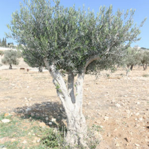 king's valley olive tree sponsorship