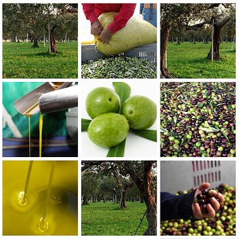 how olive oil is made