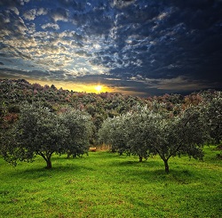 when olive trees were born