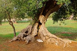 olive tree roots