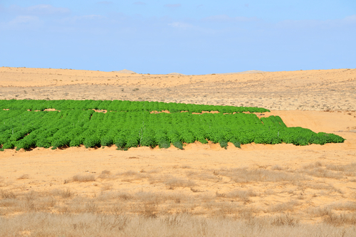 Desert farming in the Negev, Israel.