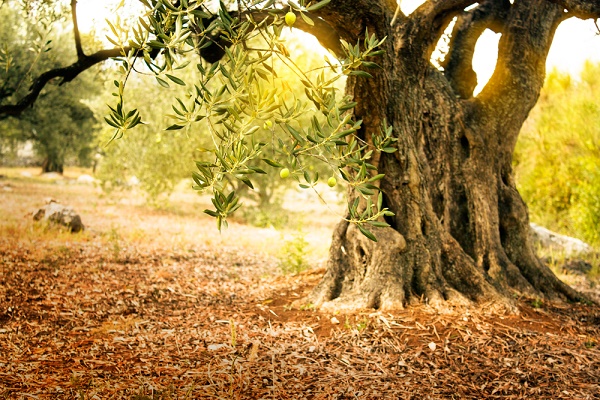 My Olive Tree’s sponsorship packages 