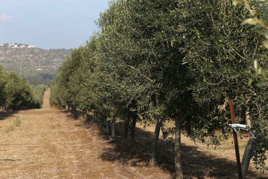 What Types of Olive Trees Do We Plant?