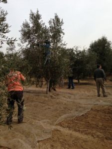 olive-trees-maintenance-planting