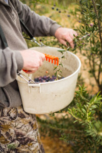 Olives being scraped and pulled off of a olive branch and put into a plastic waist worn container during a harvest in Paso Robles, California