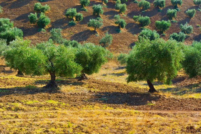 olive-tree