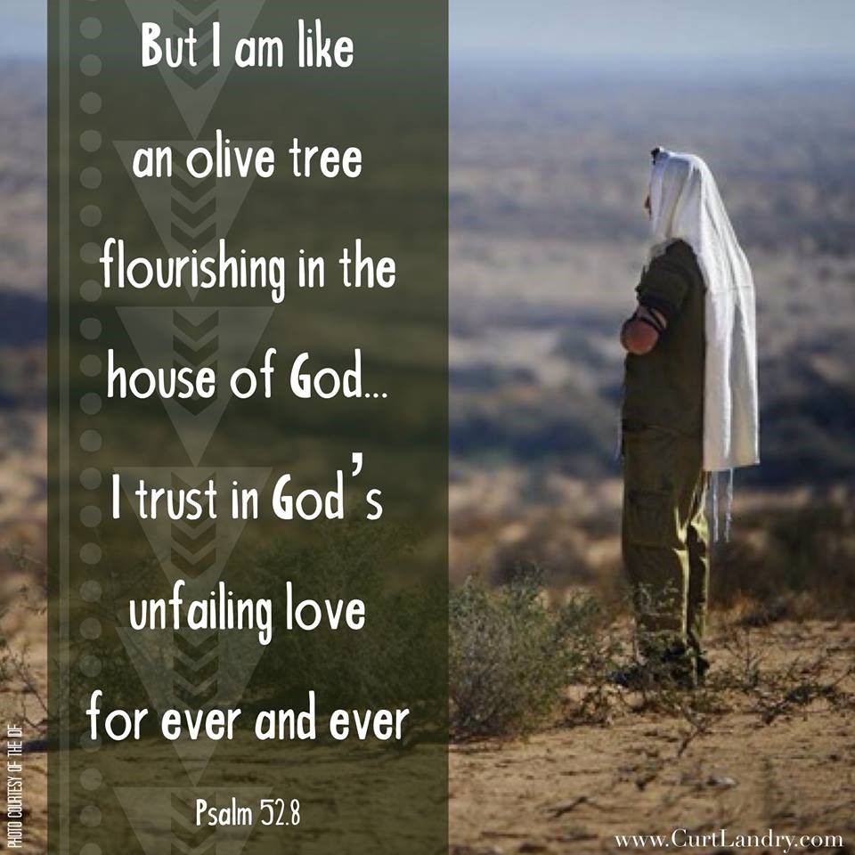 Psalm 52.8 when he wrote: “But I am like an olive tree flourishing in the house of God…”? 
