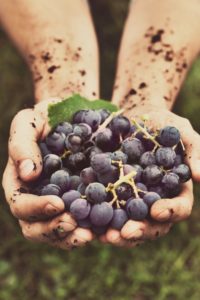 grapes-ripe-hands