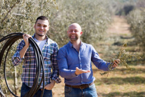 About Olive Tree Pruning
