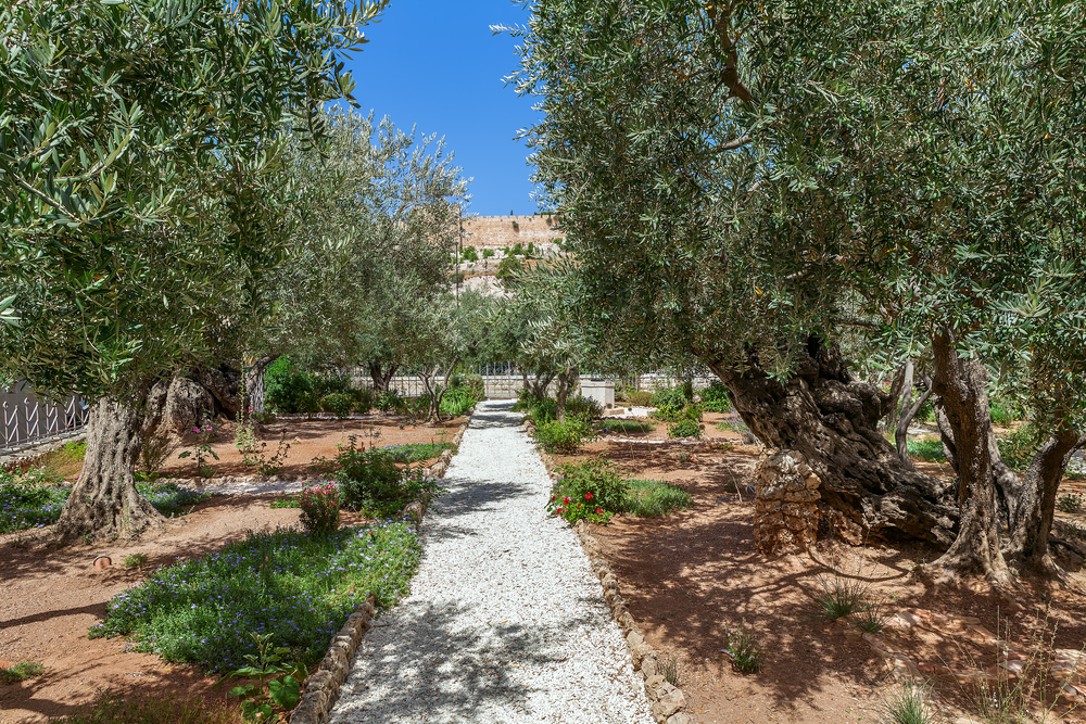 Olive trees in famous Gardens of Gethsemane in Jerusalem, Israel.