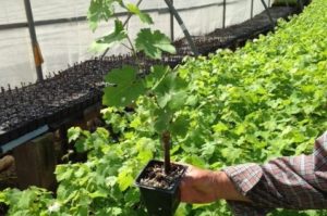 cultivating grapevines 