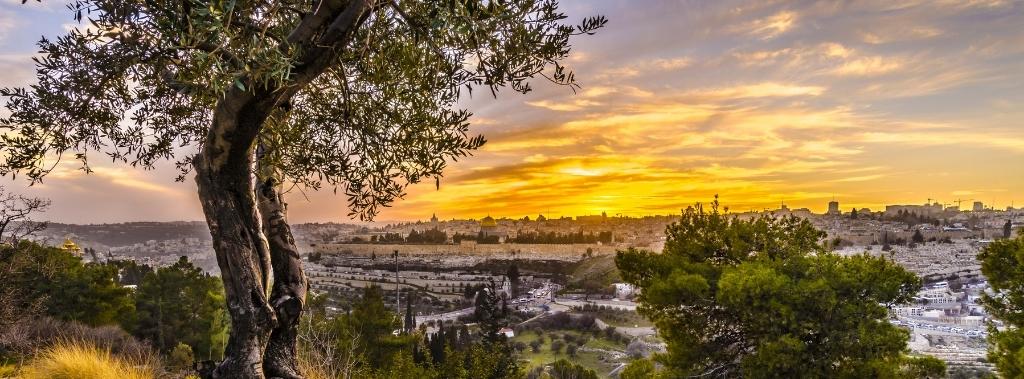 An olive tree on the Mount of Olives at sunset, overlooking Jerusalem’s Old City.