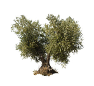 Growing Olive Trees