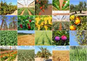 Agriculture production view and plants. Israel photo collage