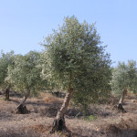 Ancient olive trees plantation (regenerated) on Judea Hills, Israel