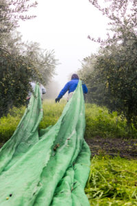 This Year’s Olive Harvest Expected to Be Better Than 2014