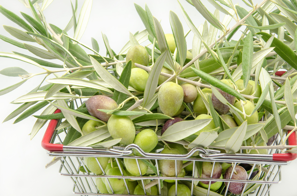 This Year’s Olive Harvest Expected to Be Better Than 2014