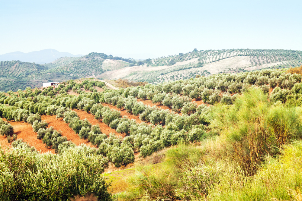 Growing Olive Trees