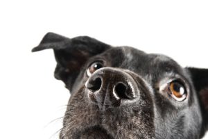 Is Olive Oil Good For Dogs?