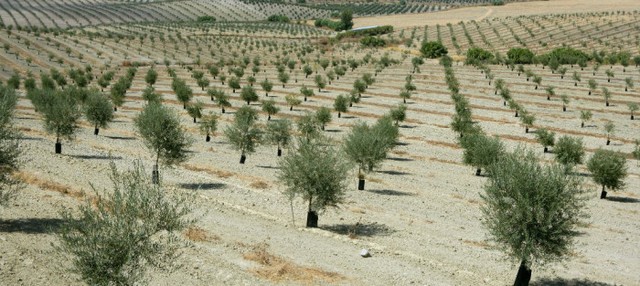 Negev Desert 