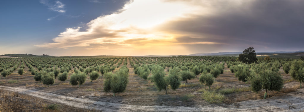 One million trees to be planted in Israel