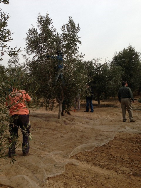 Israel’s Olive Oil: From the Tree to the Stone