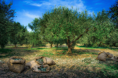 Harvested olives in sacks with olive trees