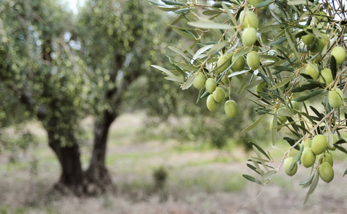 Olive Trees: Biblical Inspiration - Sponsor an Olive Tree in Israel