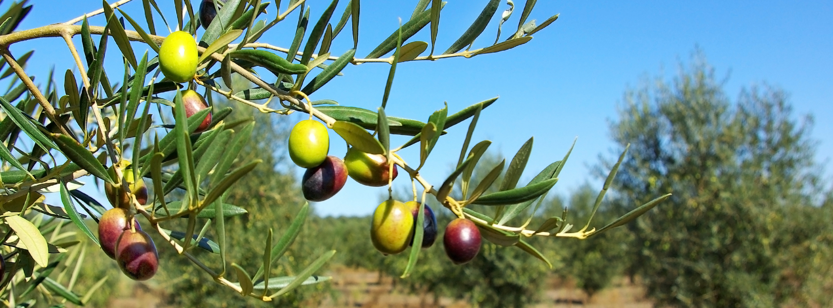 The Symbolism of the Olive Tree - The Flower Writer