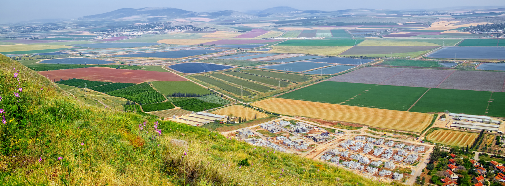 One Olive Tree at a Time—Creating Many Kibbutzim Sponsor an Olive