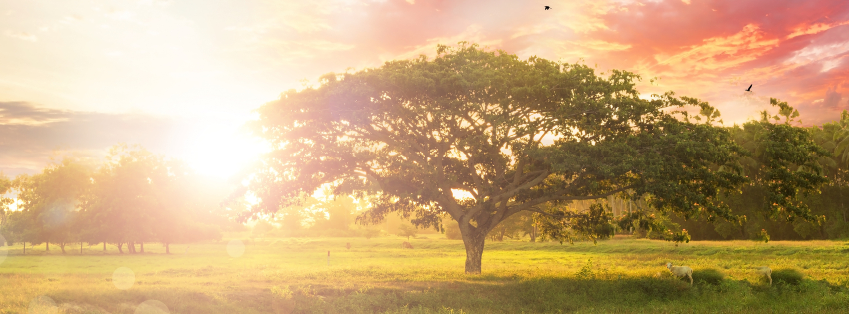 what-do-trees-represent-in-the-bible-sponsor-an-olive-tree-in-israel