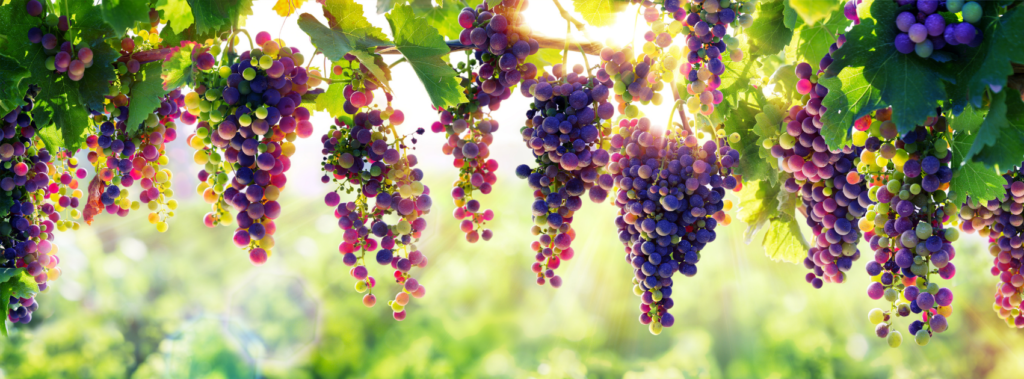 god-s-promises-fruit-of-the-vine