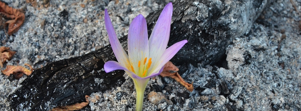 A purple flower growing from ashes, signifying life after death.