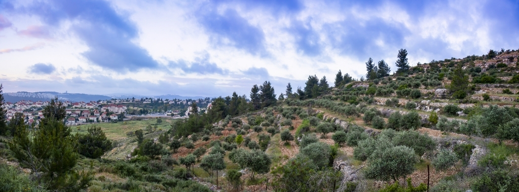 An olive grove near Jerusalem as a concept to show the importance of blessing Israel.