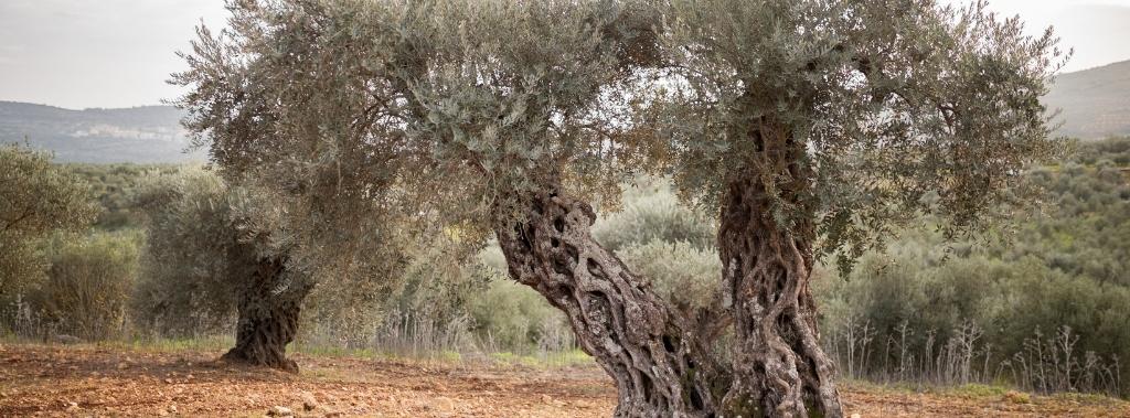 An ancient textured olive tree on a hill.